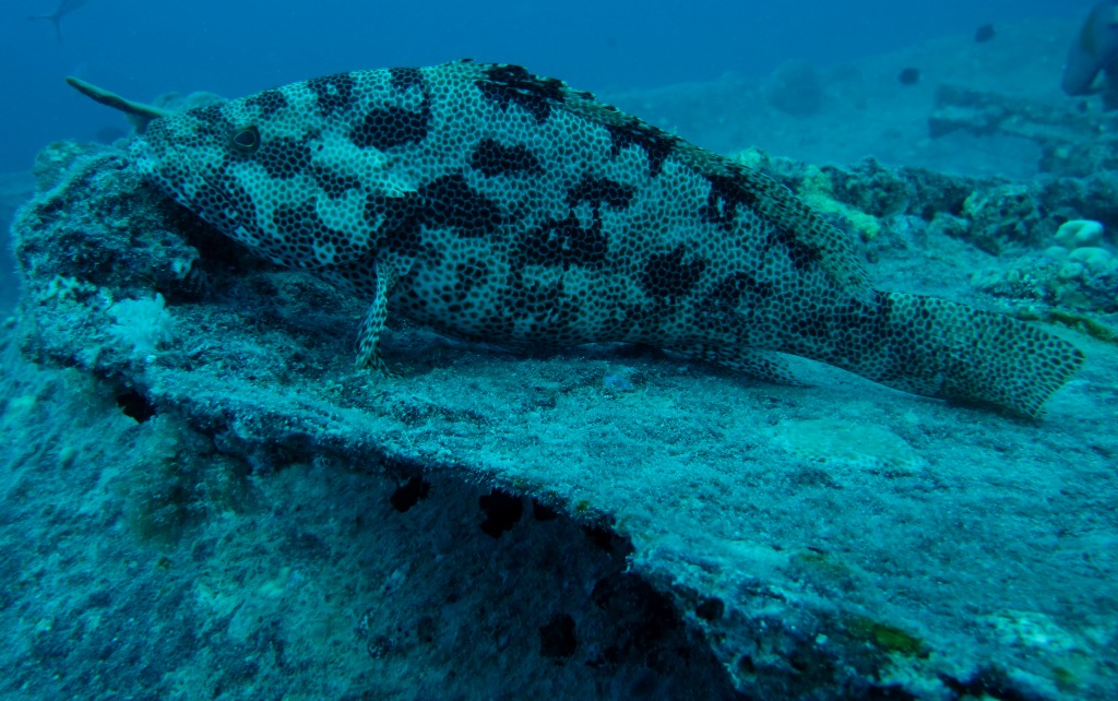 Red Sea 1