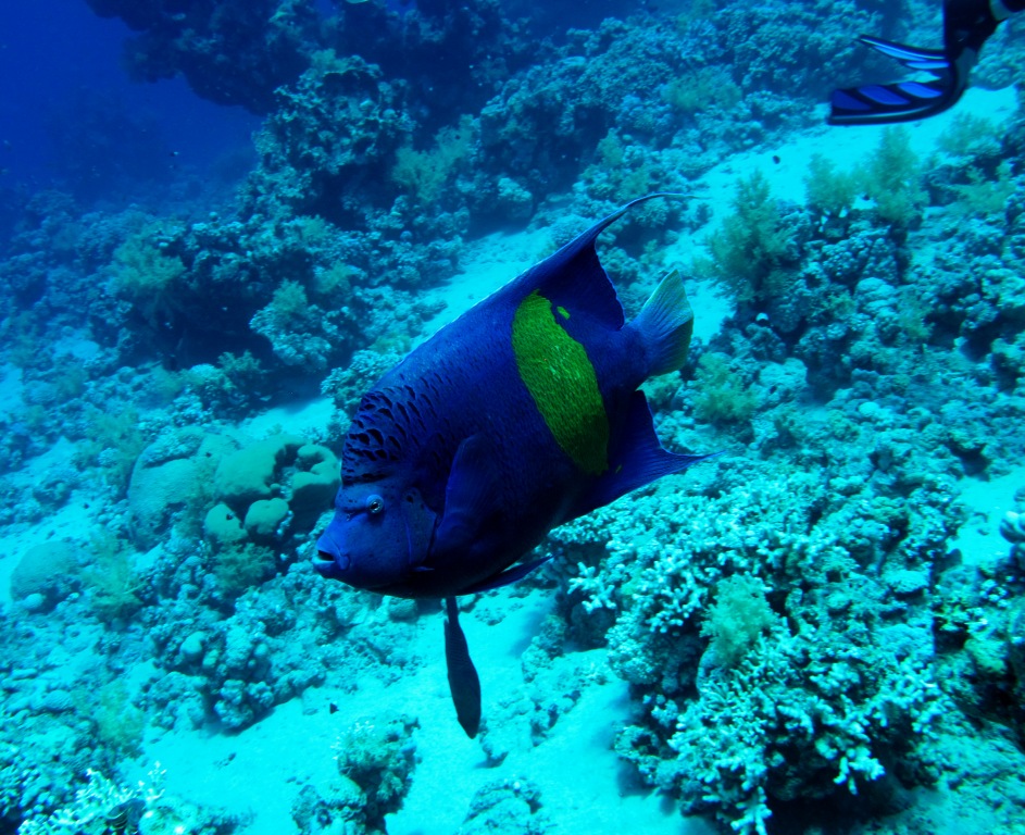 Red Sea 4
