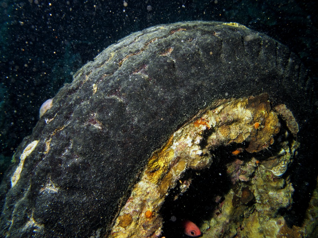 Red Sea 6