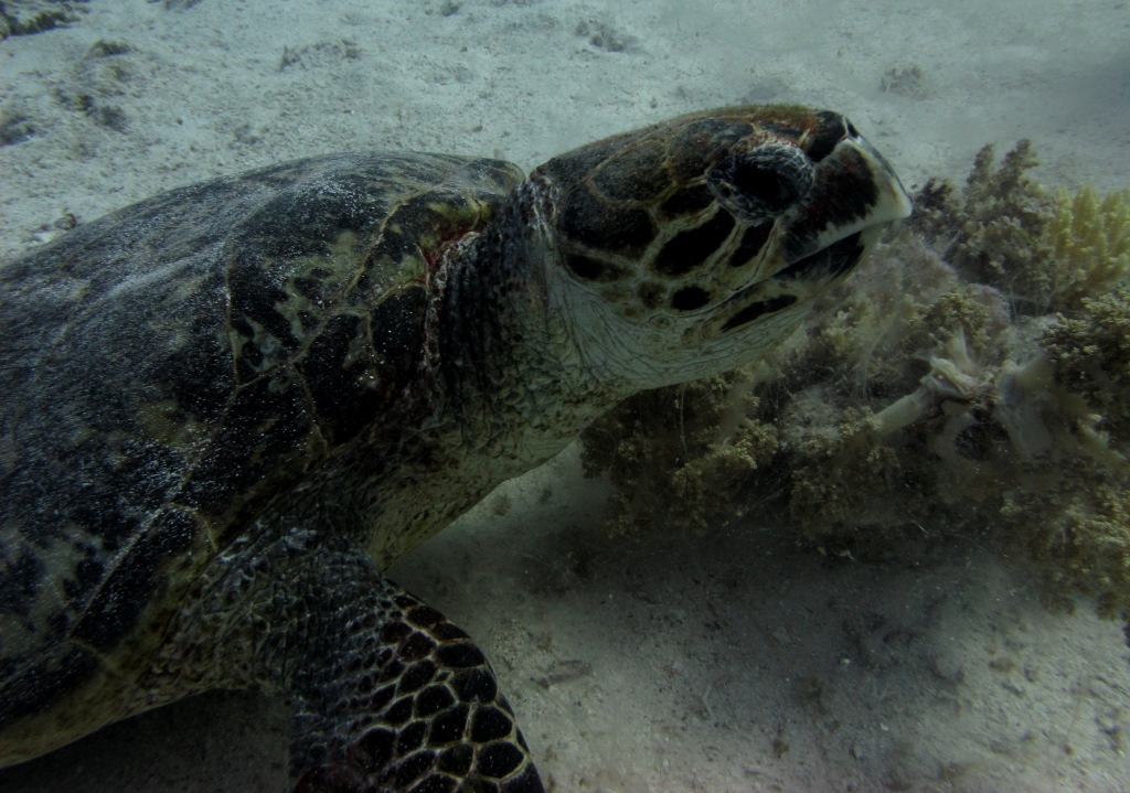 Red Sea 7