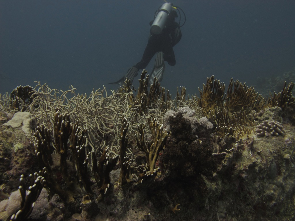 Red Sea 9