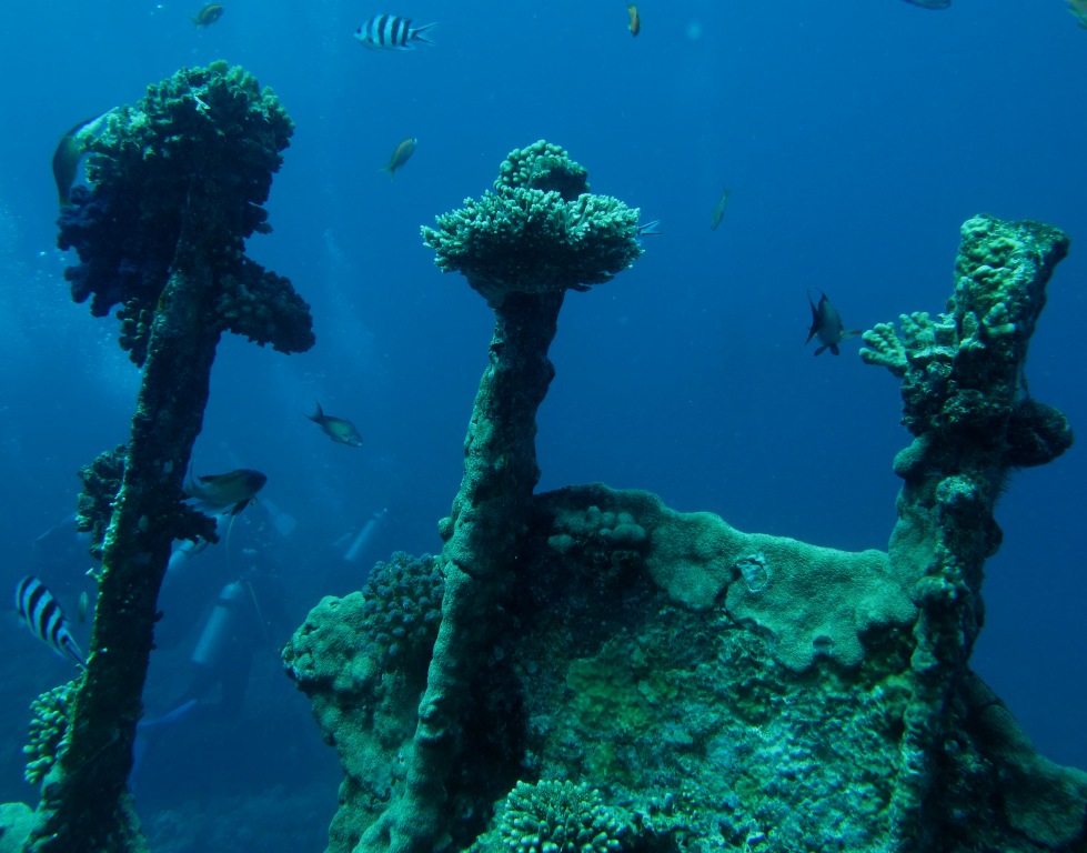 Red Sea 10
