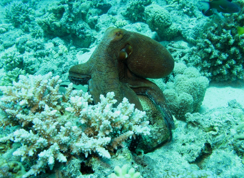 Red Sea 12