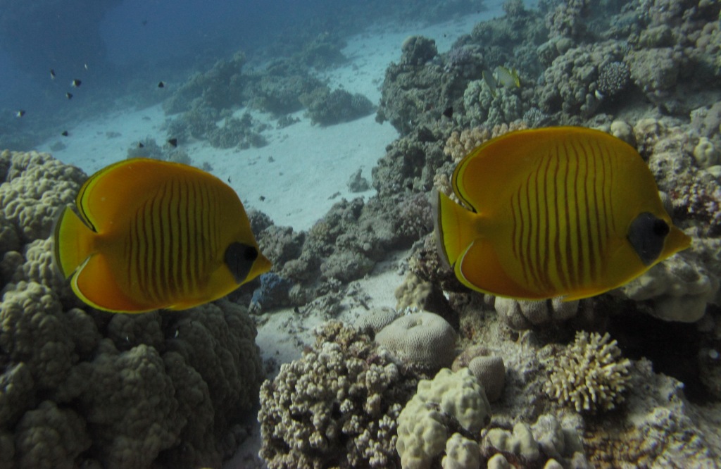 Red Sea 14