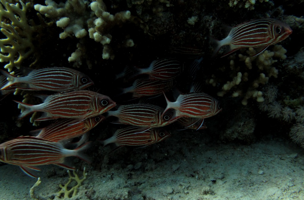 Red Sea 15